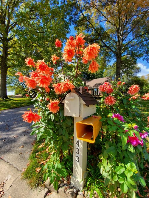 Flowers with postbox
